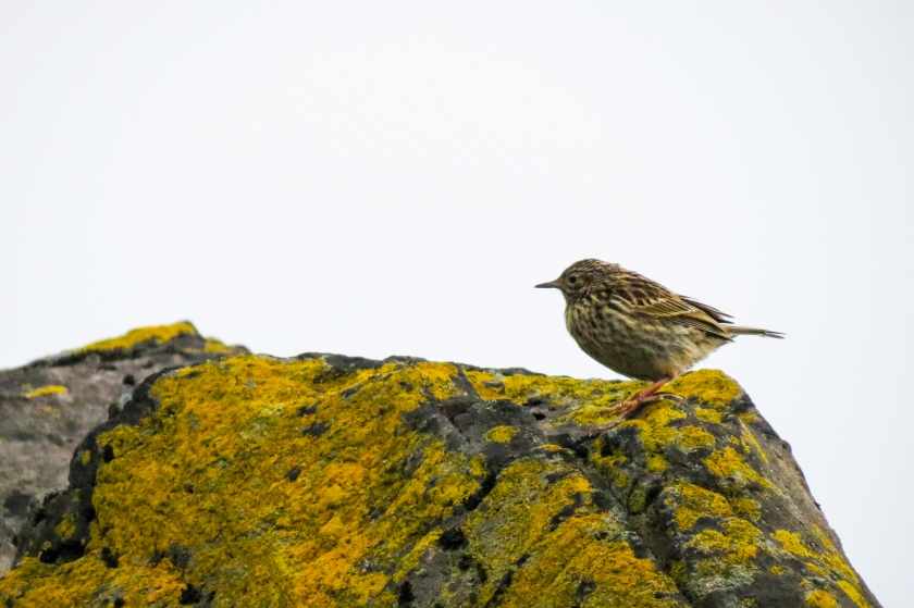 Small bird (Pipit) on rock